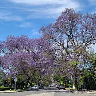 Featured Area